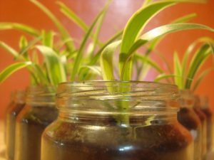 spider plant to improve indoor air quality